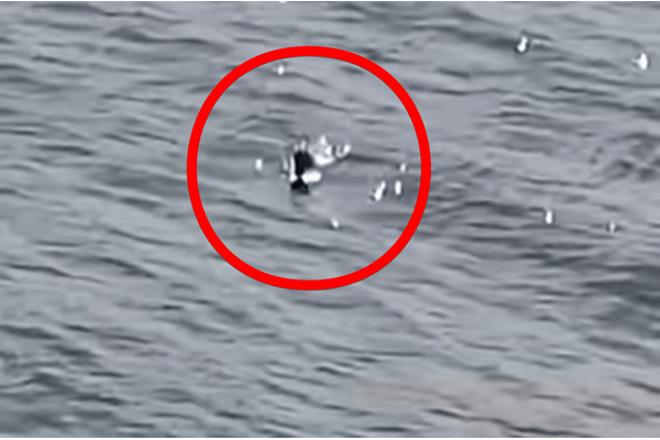 ネッシーの「頭」か！？ 湖から出たり沈んだりする衝撃映像が撮影されるの画像1