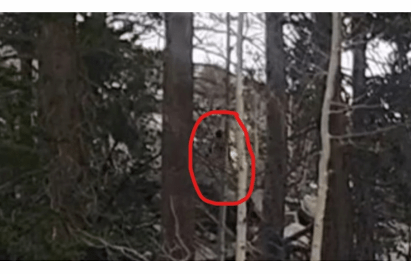 雪山にビッグフット出現か? “冷静すぎた愛犬”の不可解な沈黙の謎の画像1