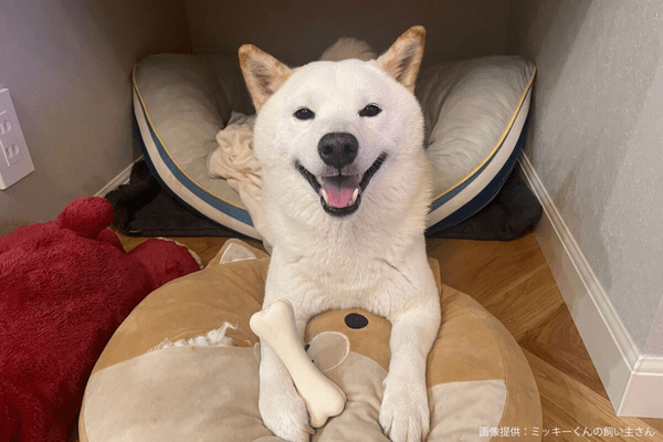 柴犬のミッキーくん