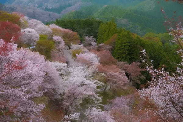 桜の名所が多い関西でお花見しよう！大阪・京都・奈良のおすすめスポット