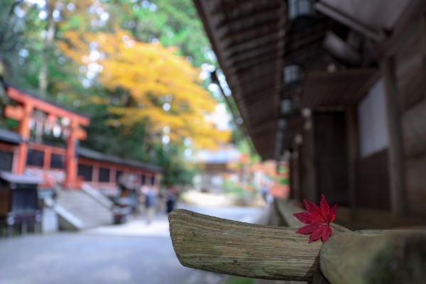 【2022年】紅葉の見頃はいつまで?穴場から定番までおすすめスポット24選