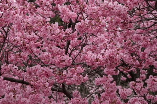 夜桜の名所「日本三大夜桜」と、古くからの桜の名所「日本三大桜の名所」をご紹介