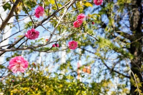 西宮の梅の開花をちょっと【西宮フォト】