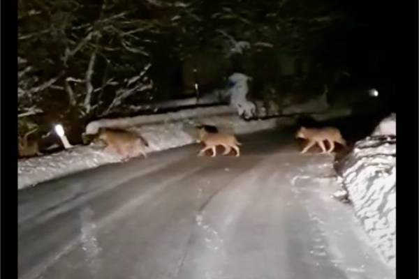 道路を横断するオオカミの群れ。1匹・・2匹・・と道路を渡っていきますが、いったい何匹いるのでしょう？