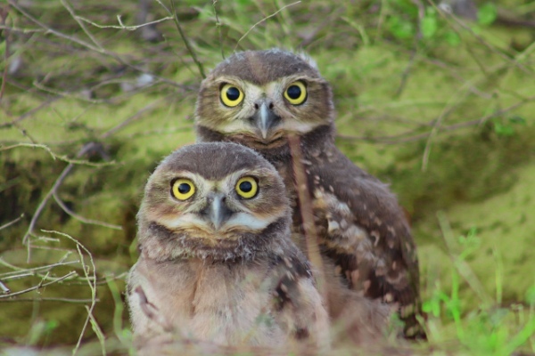 「アナホリフクロウ」とはどんな鳥？その名前の通り、穴を掘るの？
