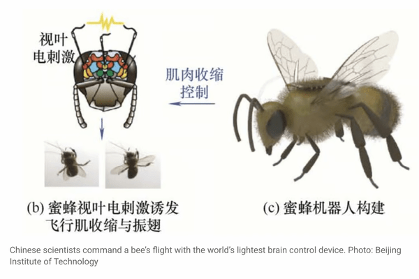 中国発、脳をハックされた「サイボーグ蜂」の衝撃！人類の救世主か、新たな兵器かの画像2