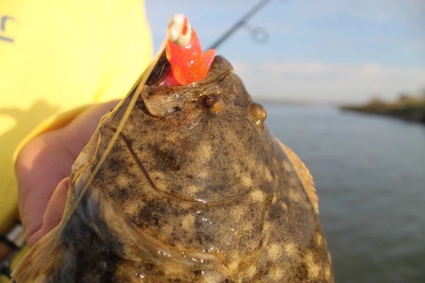 ヒラメの釣り方のコツとは？時期・シーズン・ポイントなど【動画あり】