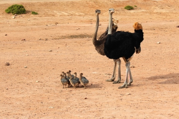大きな体をした鳥の「エミュー」と「ダチョウ」、その違いとは
