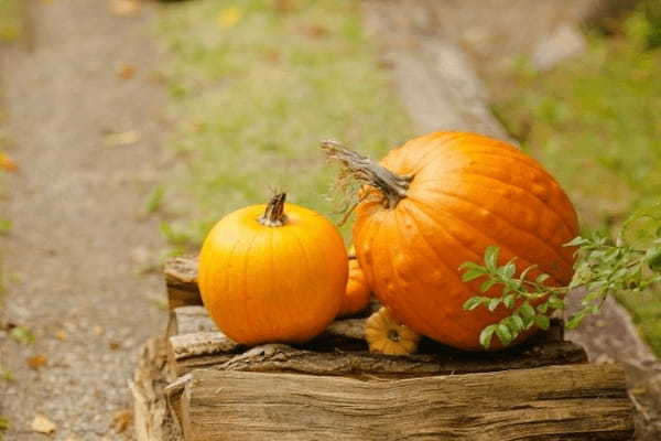 かぼちゃを英語で「パンプキン（pumpkin）」というのは間違い！？かぼちゃの種類と名前の由来などを解説