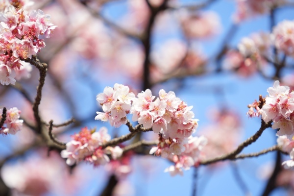 今日から使える桜の豆知識！ 沖縄の桜は1月に咲く？緑色・灰色の桜も