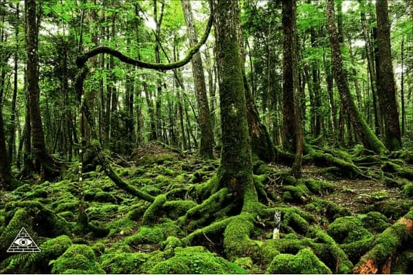 「孕メ三七」青木ヶ原樹海で見つけた不気味な暗号の画像3