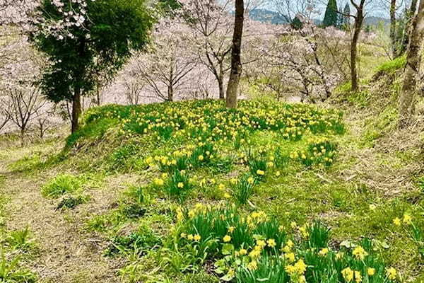 シーズン到来・大分の秘境の地に誕生した新名所「長湯温泉しだれ桜の里」