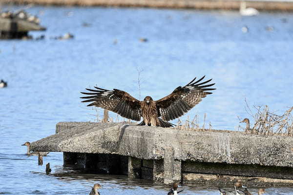 「鳶に油揚げをさらわれる」とはどんな意味？その成り立ちには「鳶」の習性が関係していた！！