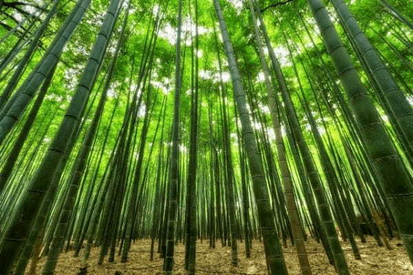 「木に竹を接ぐ」とはどんな意味?その成り立ちや類義語は?