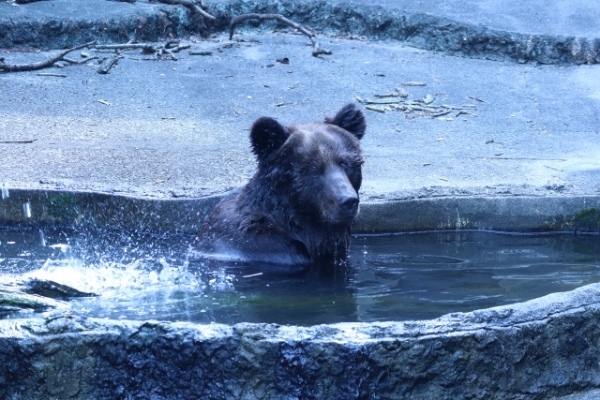 【ブラキストン線】北海道にしか生息しない動物が豊富なのは、見えない境界線があるから？！