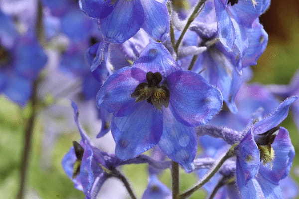 サムシングブルーとしてブーケに使用される「デルフィニウム」、その花言葉は?