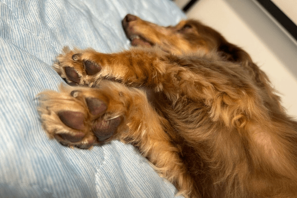 犬の肉球