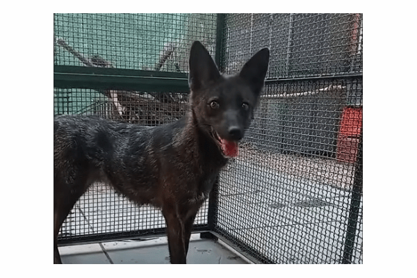 存在するはずのない「犬とキツネの雑種」その数奇な運命、670万年の進化を飛び越えた奇跡の画像2