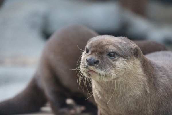 カワウソをペットとして飼いたい！カワウソの生態や飼う時の注意点もご紹介！