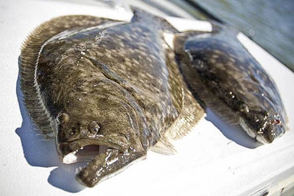 ヒラメの釣り方のコツとは？時期・シーズン・ポイントなど【動画あり】