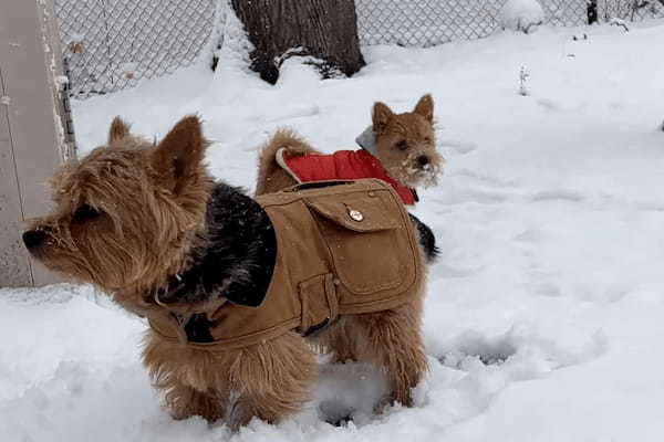 カナダの首都オタワで初雪が！外に遊びに出た愛犬たち父子ですが・・、口元に雪が付いている子は、もしかしてモグモグしてた？【海外・動画】