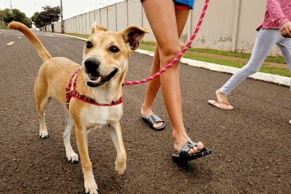 犬の飼い主が多い街ほど、犯罪率が低くなると判明！