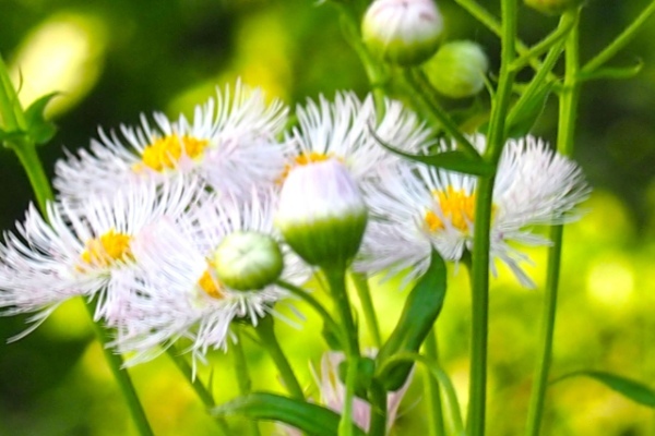「ハルジオン」に花言葉は無い？「貧乏草」とも呼ばれる扱いが不遇な花