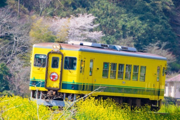 【連載】旅行好きと行く！菜の花の絨毯が広がるローカル線いすみ鉄道の旅