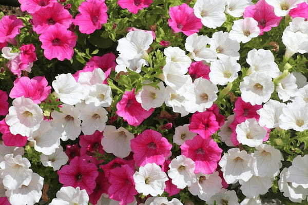園芸種としても人気のペチュニアの花言葉は?その名前の由来は違う植物にあった!