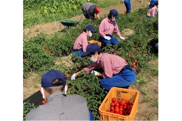東日本の被災地復興支援へ　カゴメが地域興しやトマトの栽培授業