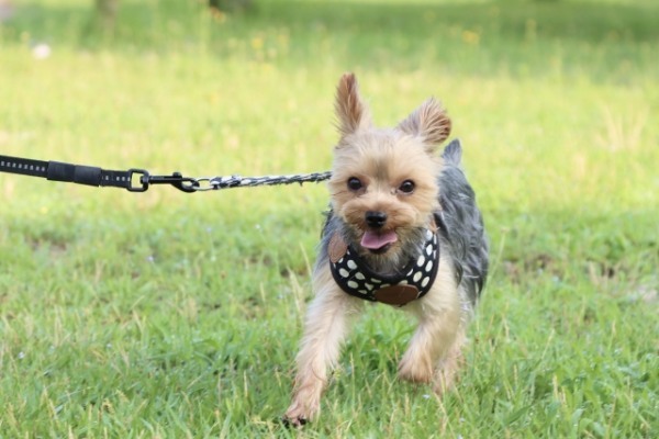 和歌山県で愛犬とおでかけ！気軽に立ち寄れるカフェやペットと泊まれる宿を愛犬家目線でピックアップ