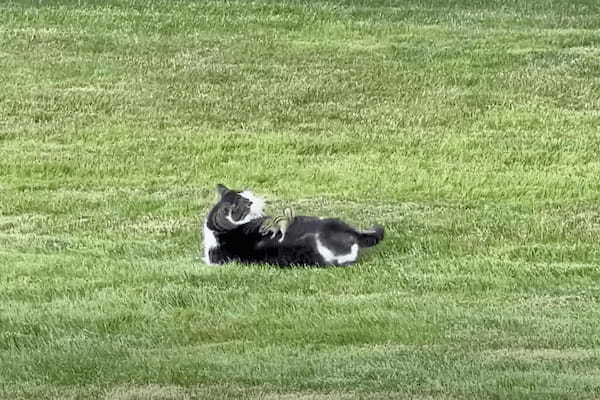 猫がリスを追いかけていたと思ったら・・、リスが猫の背中に乗ってパニックに陥らせて形勢逆転！？【アメリカ・動画】