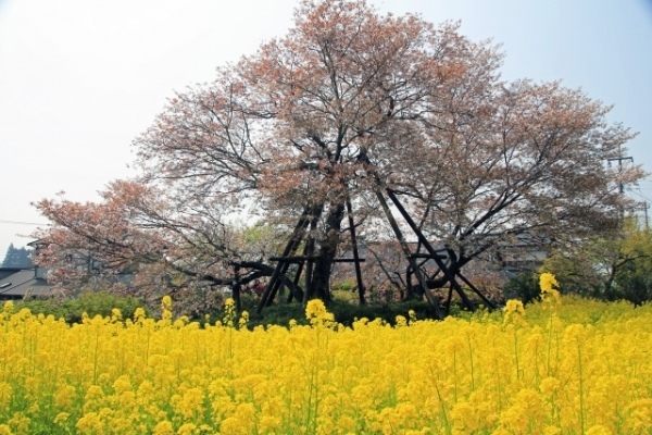 【日本三大桜&日本五大桜】一度は見に行きたい美しく咲き誇る一本桜をご紹介