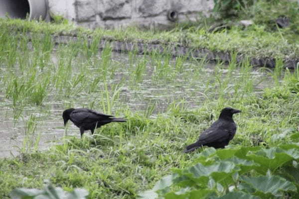 カラスの漢字は「烏」と「鴉」の2つあるけどそれぞれの違いは？英語表記も2つあるらしい