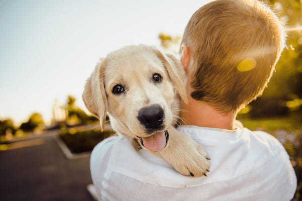 【ペット飼い主向け】クラウドファンディングの仕組み・注意点・種類や歴史を解説！犬猫プロジェクト一覧