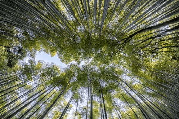「木に竹を接ぐ」とはどんな意味?その成り立ちや類義語は?