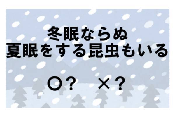 〇×クイズ テーマ：昆虫【〇× vol.59】