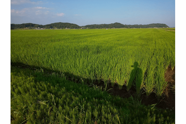 【一次産業×脱炭素で地球を救う #1】売るのは「米」だけじゃない。環境価値が農家を変える — 水田クレジット最前線の画像3