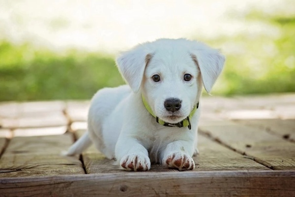 【愛犬家キャンパー必見】寝るときにおすすめの方法や防寒アイテム、注意点をご紹介！