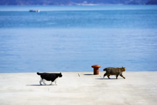 今「密」を避けて旅行するなら猫島！　日本各地の猫天国で癒されよう