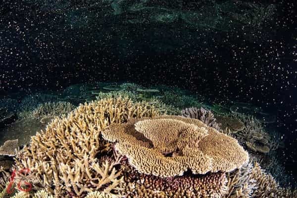 【動画あり】関戸紀倫氏、上出俊作氏が石垣島北部でサンゴの一斉産卵を激写!