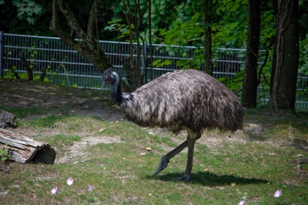 大きな体をした鳥の「エミュー」と「ダチョウ」、その違いとは
