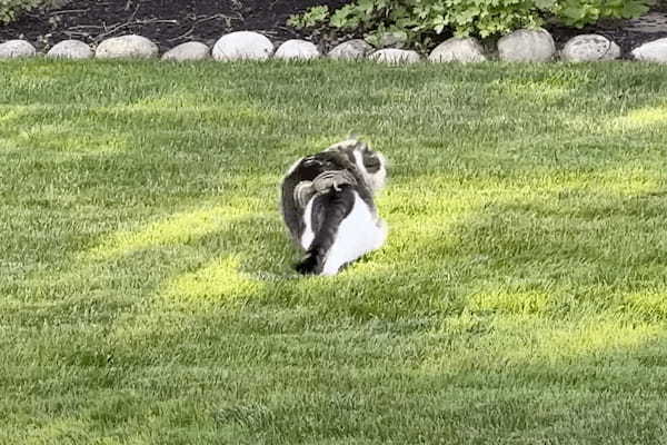 猫がリスを追いかけていたと思ったら・・、リスが猫の背中に乗ってパニックに陥らせて形勢逆転！？【アメリカ・動画】