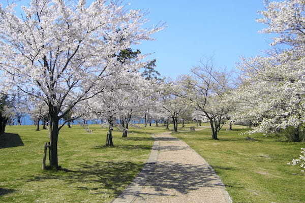 もうすぐ始まる桜のリレー！日本海を望む「休暇村越前三国」の花見