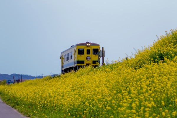 【連載】旅行好きと行く！菜の花の絨毯が広がるローカル線いすみ鉄道の旅