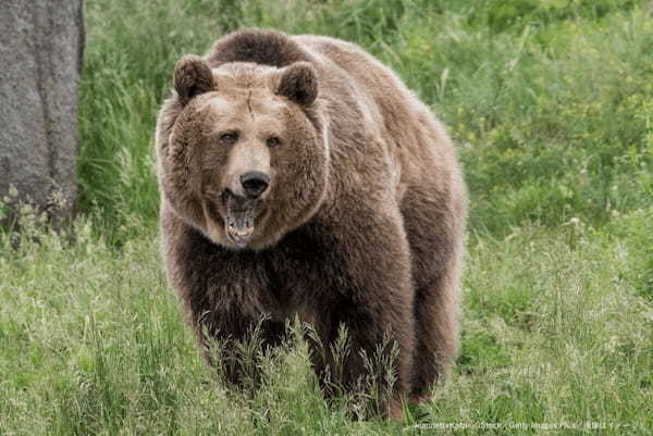 トレッキング中に巨大ヒグマに遭遇した男女　手に汗握る映像が衝撃的すぎる