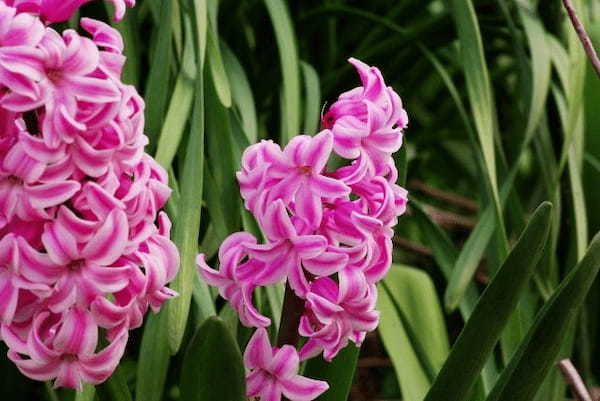ヒヤシンスの花言葉は？その由来は名前の語源でもある美少年にあった！