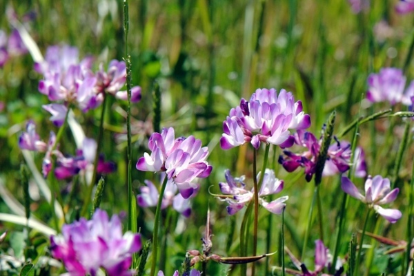 レンゲソウの花言葉は?その由来は姿かたちや効能にあるとも