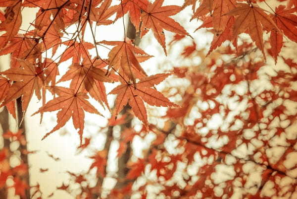 旧暦で8月を意味する「葉月」、その由来には時期違いの「紅葉」が関係している!?