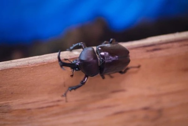 カブトムシは飼育ケースに何匹入れて大丈夫？サイズ別に最適な頭数の目安をご紹介！